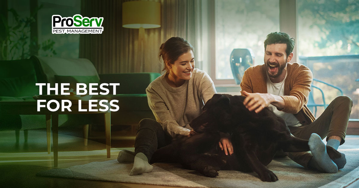 Rodent Control | ProServ Rodent Protection In Sacramento, CA