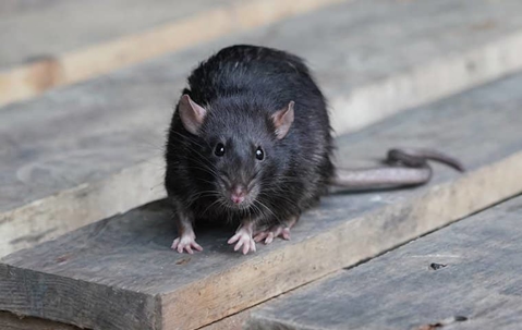 black rat