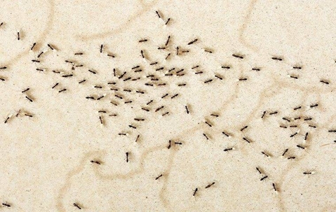 ants