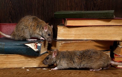 2 brown mice