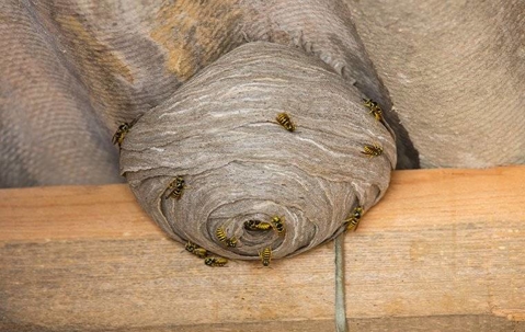 wasps nest