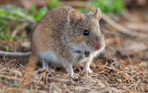 brown mouse