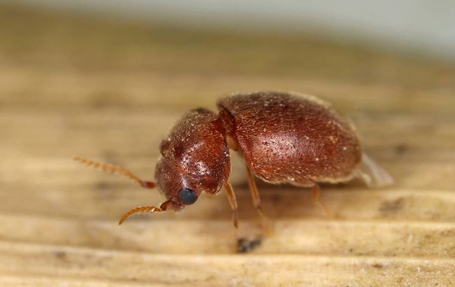 Beetles Photo