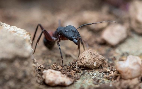 Ants Photo