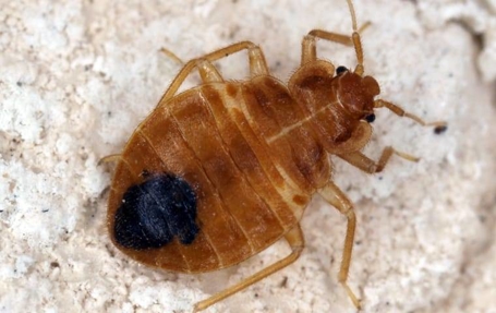Bed Bugs Photo
