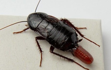 Cockroaches Photo