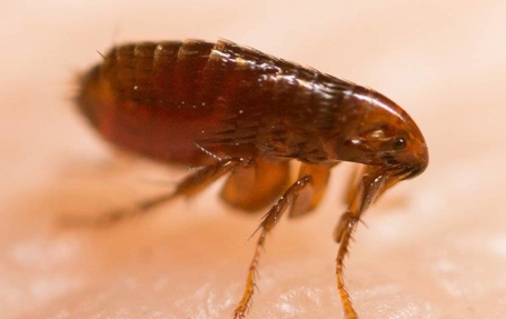 Fleas & Ticks Photo