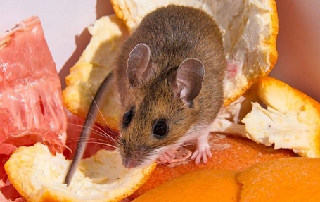 Rodents Photo