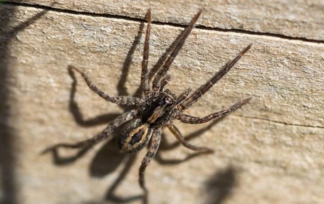 Spiders Photo